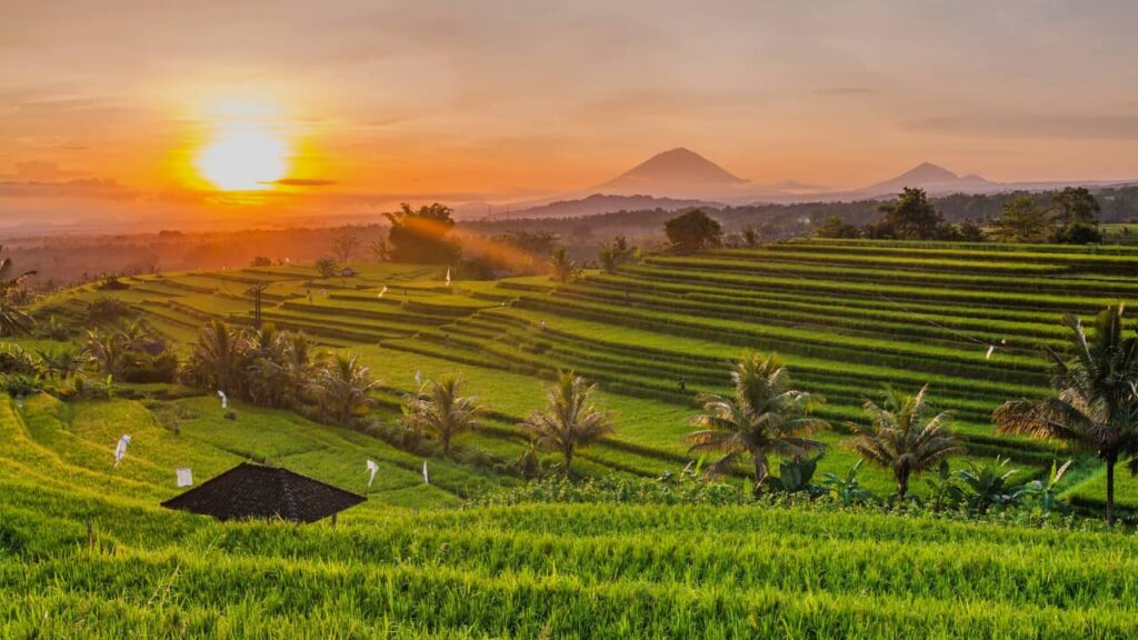 rizière à Bali
