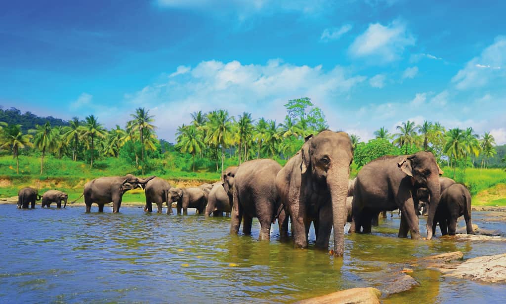 Croiser des éléphants sous le soleil en vacances au Sri Lanka