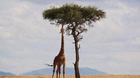 Voyage en Tanzanie : ce qu'il faut savoir sur le safari de Ngorongoro