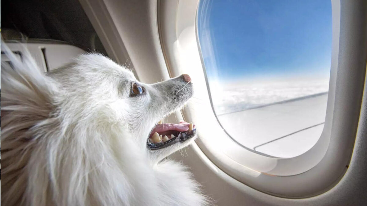 voyager en avion avec un chien