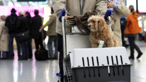 Voyager en avion avec son chien