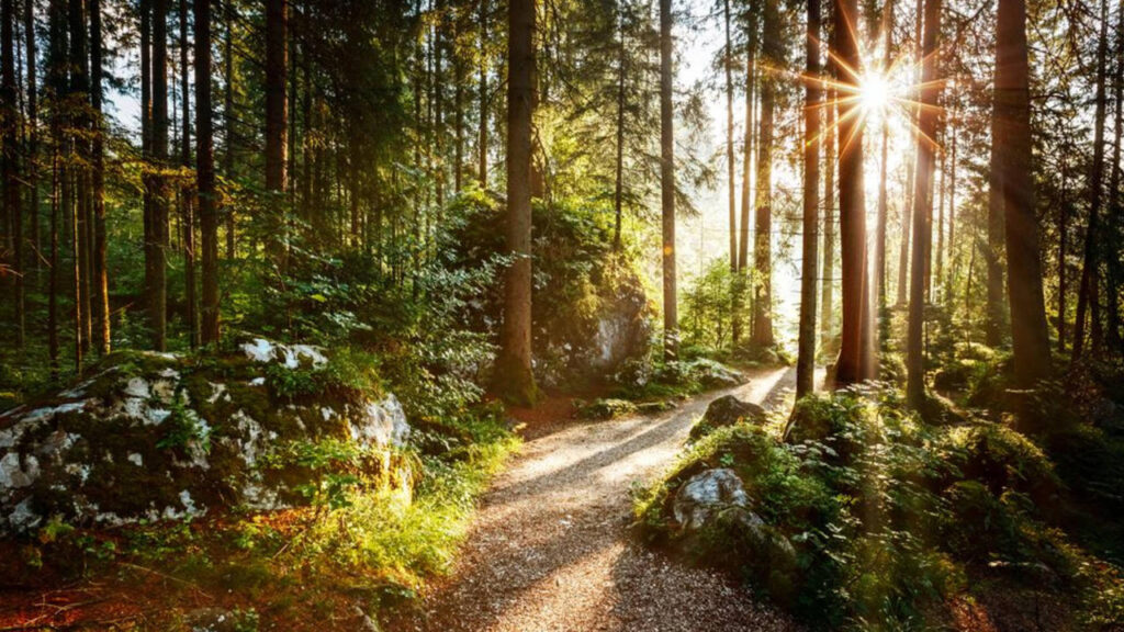 Forêt de Brocéliande