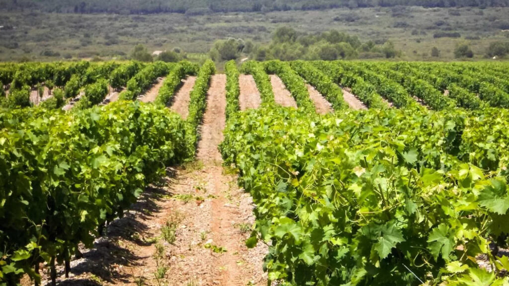 Clos amandaie