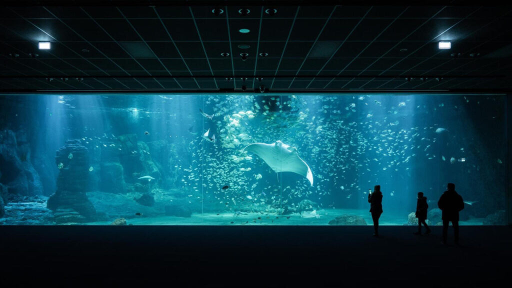 Baie vitrée aquarium Naucisaá