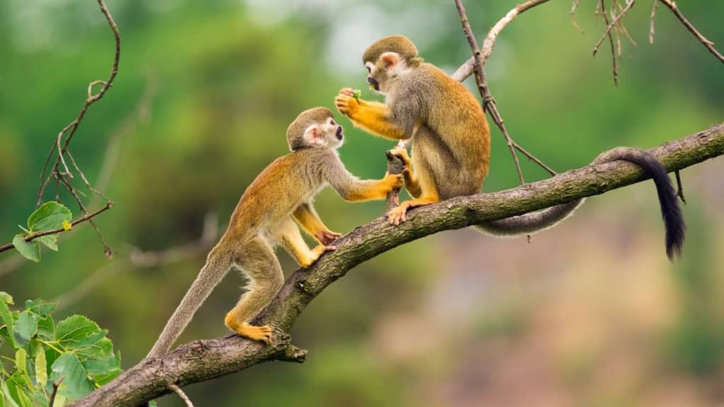 Le zoo de Guyane faune