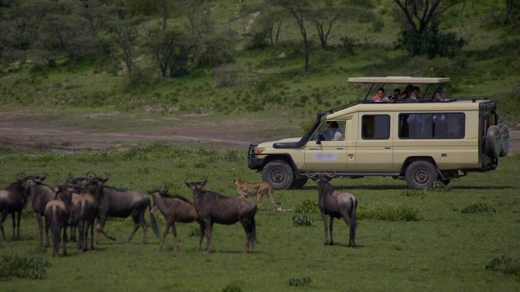 Quel intérêt de faire un safari en Tanzanie??