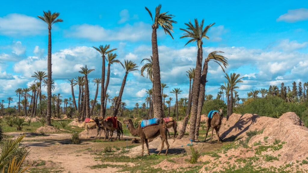 Palmerai marrakech
