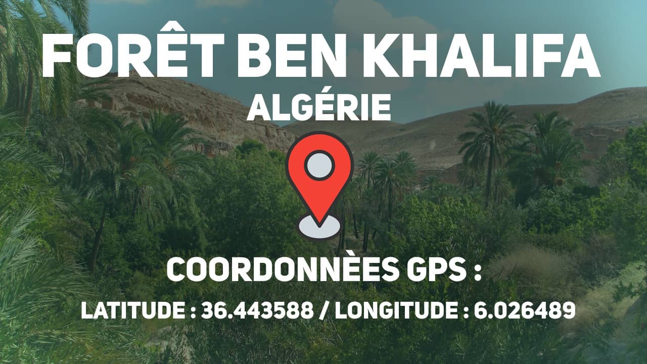 Latitude 36.443588 longitude 6.026489 forêt Ben Khalifa, Algérie
