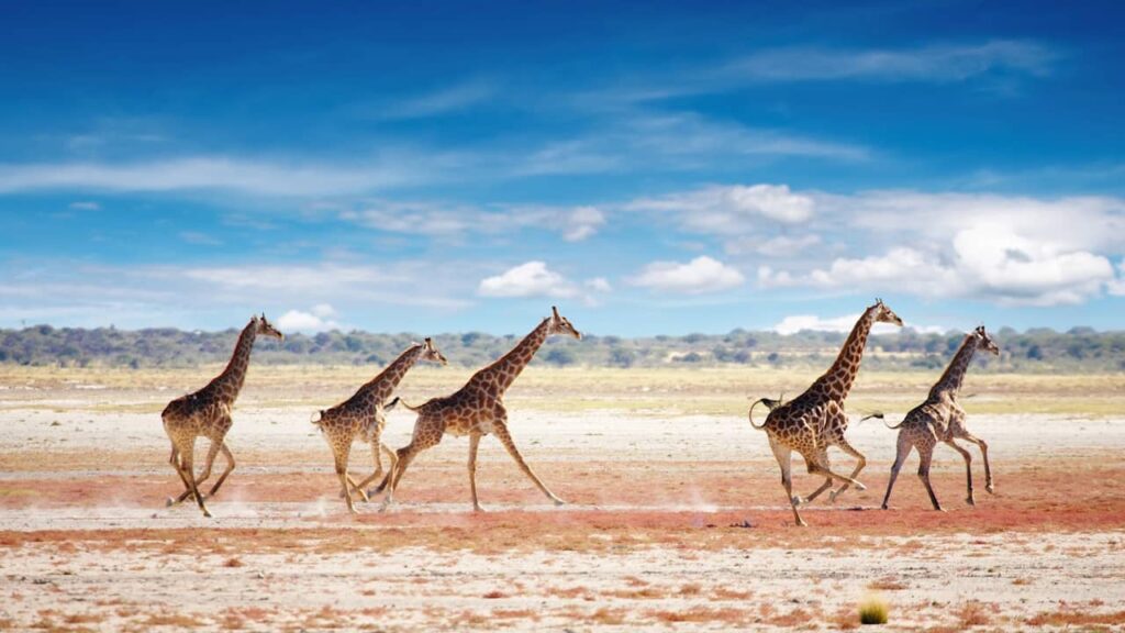 girafes namibie afrique savane