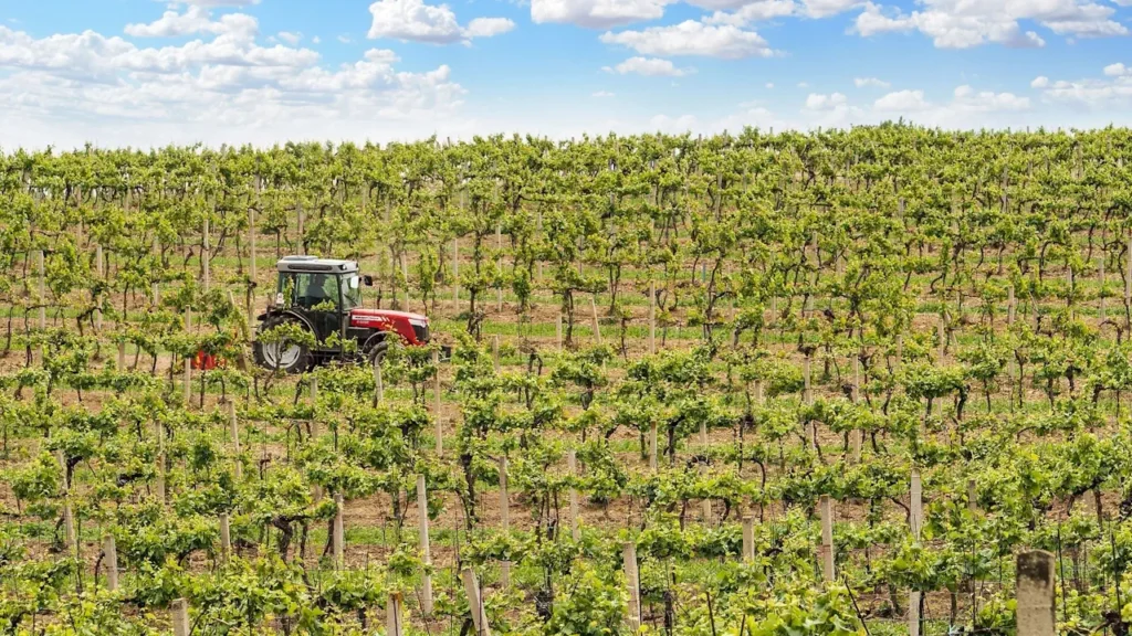 Dormir au milieu des vignes : une autre façon de découvrir la Champagne Dormir au milieu des vignes : une autre façon de découvrir la Champagne