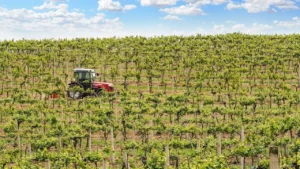 Dormir au milieu des vignes : une autre façon de découvrir la Champagne