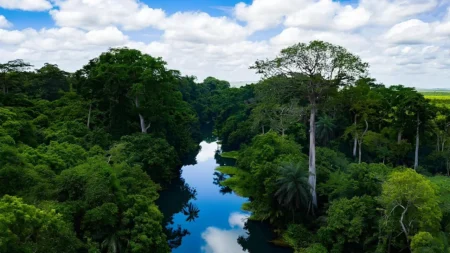 Congo Brazzaville : la dernière frontière verte de l’Afrique centrale Congo Brazzaville : la dernière frontière verte de l'Afrique centrale